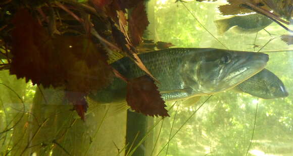 Image of African pike