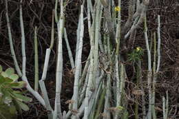 Plancia ëd Ceropegia dichotoma subsp. dichotoma