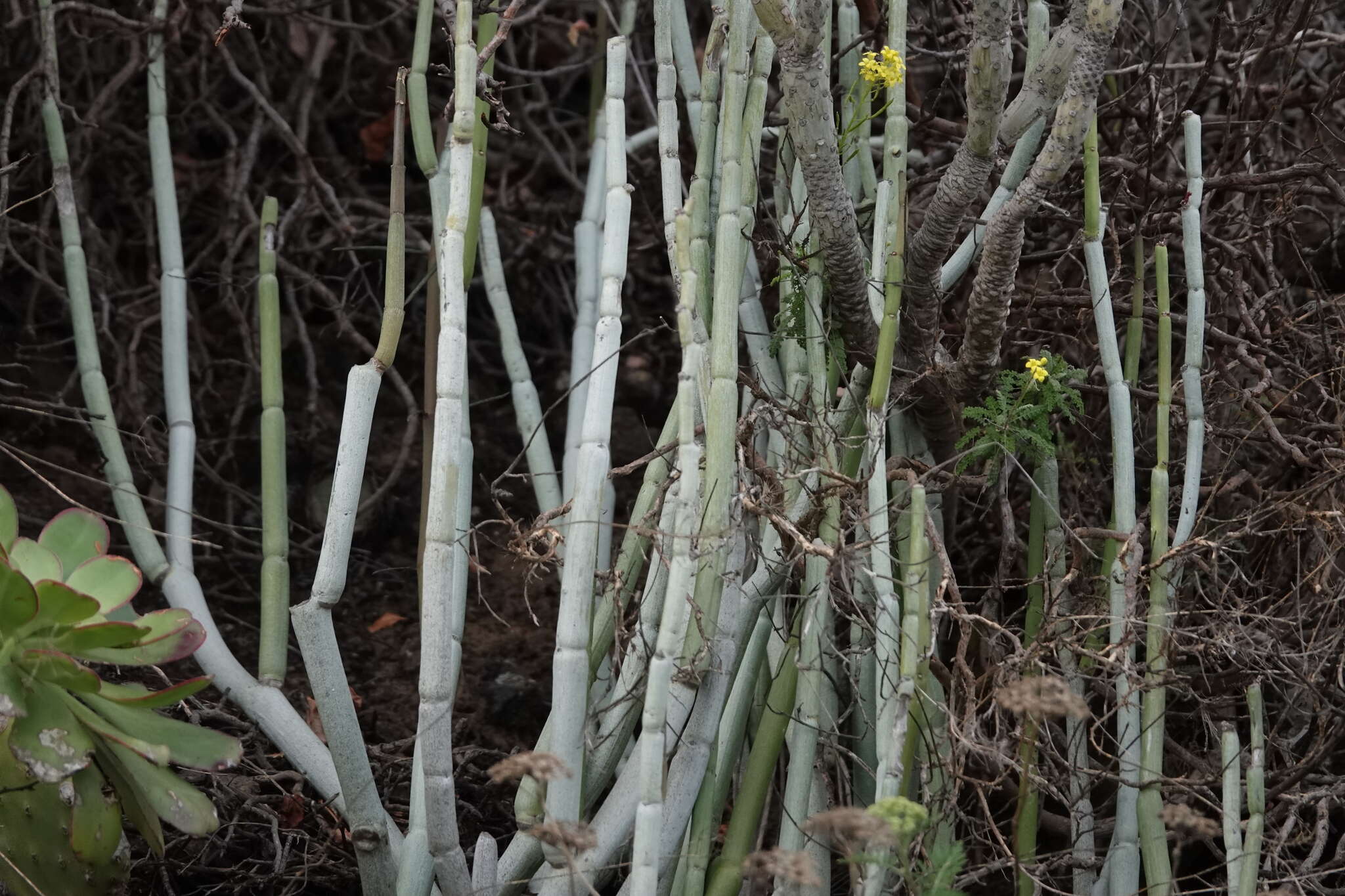 Image of Ceropegia dichotoma subsp. dichotoma