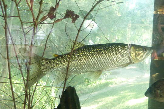 Image of African pike