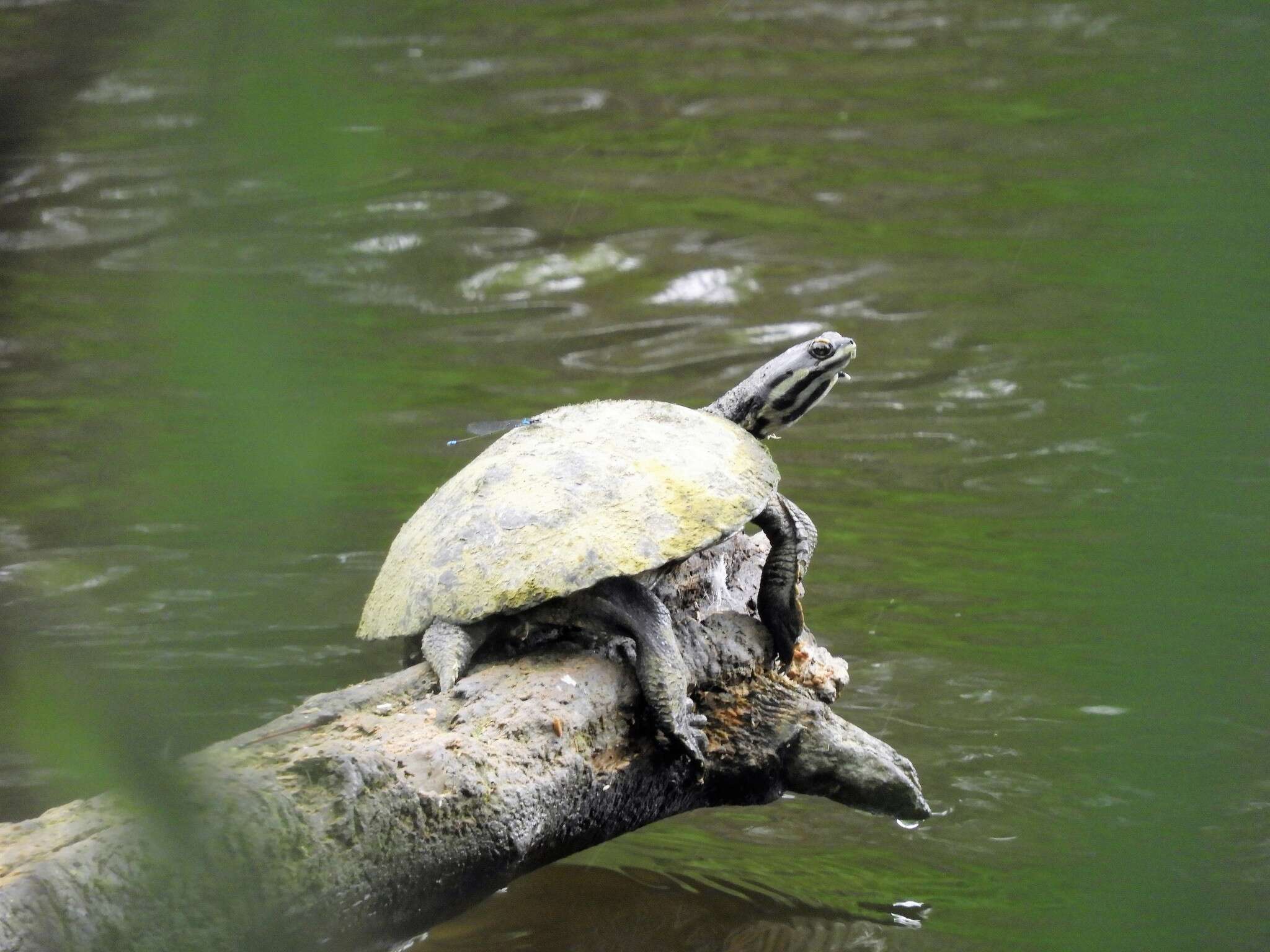 Image of William’s South-American Side-necked Turtle