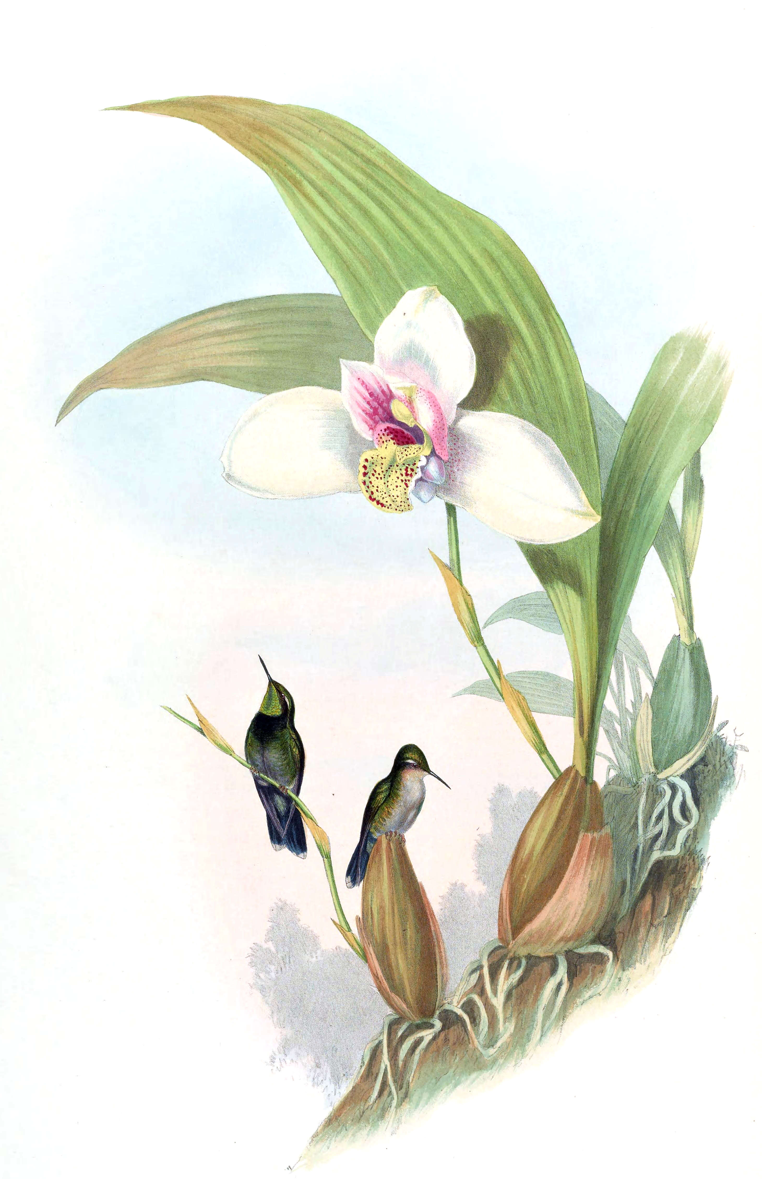 Image of Abeillia Bonaparte 1850
