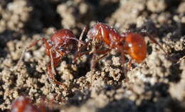 Слика од Pogonomyrmex subdentatus Mayr 1870