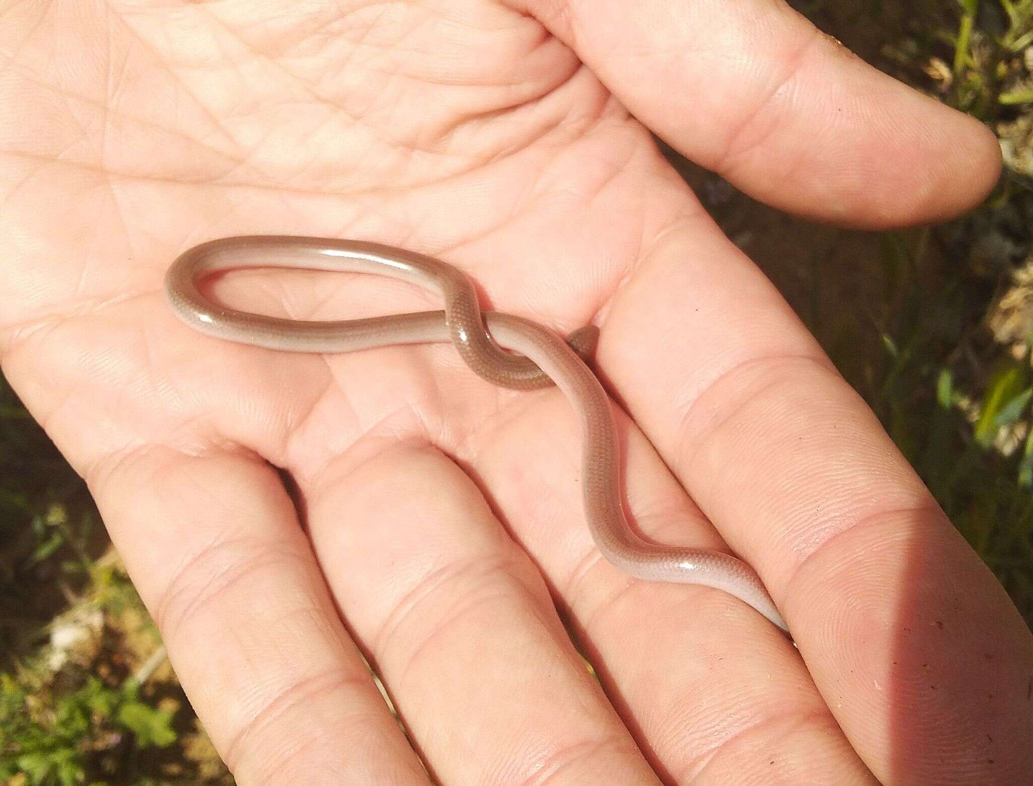 Image of Xerotyphlops Hedges, Marion, Lipp, Marin & Vidal 2014