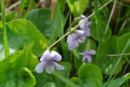 Plancia ëd Viola palustris L.