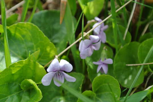 Image of marsh violet