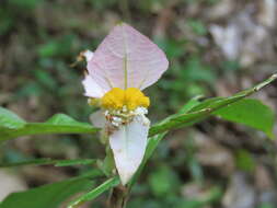 Image of Dalechampia spathulata (Scheidw.) Baill.