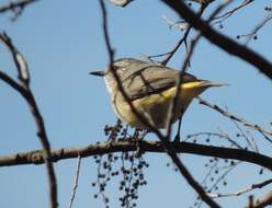 Image of Yellow-rumped Thornbill