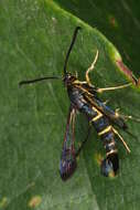 Image of Synanthedon spuleri Fuchs 1908