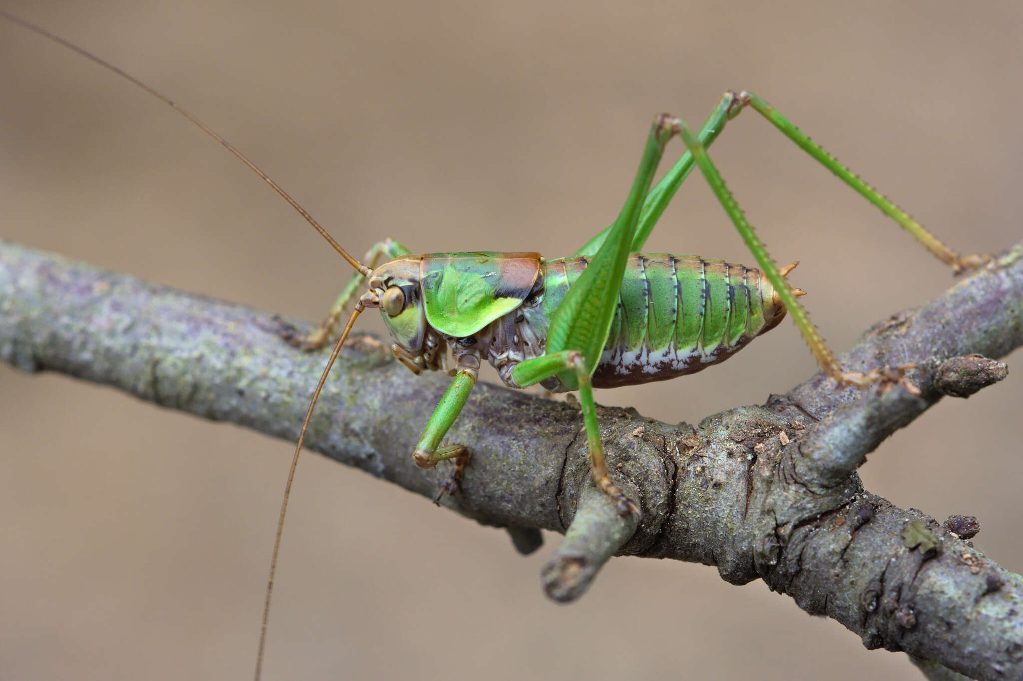 Image of Antaxius (Chopardius) chopardi Morales-Agacino 1936