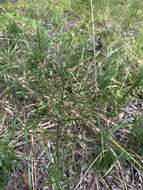 Image of Canadian Horseweed