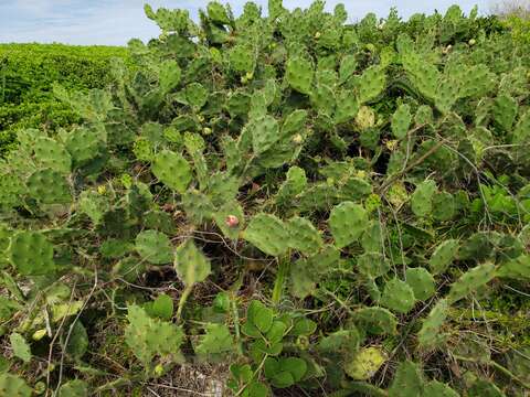 Image of Erect Prickly Pear