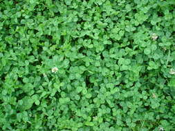 Image of white clover