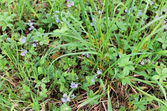 Image of bird's-eye speedwell