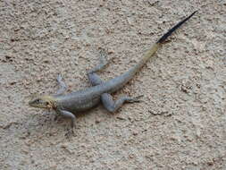 Image of Common agama