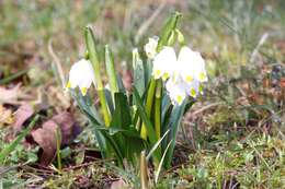 Image of Spring Snowflake