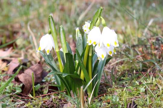 Image of Spring Snowflake