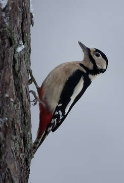 Image of Great Spotted Woodpecker