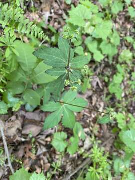 Image of Sanicula canadensis var. canadensis