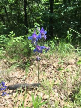 Image of glade larkspur