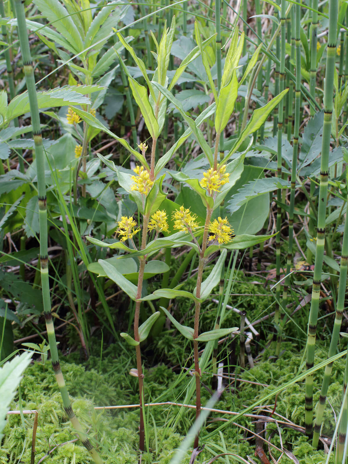 Image of Tufted Loosestrife