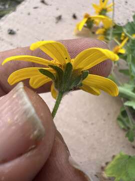 Image of Coreopsis queretarensis B. L. Turner