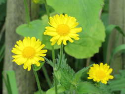 Imagem de Doronicum orientale Hoffm.