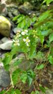 Image of Begonia catharinensis Brade