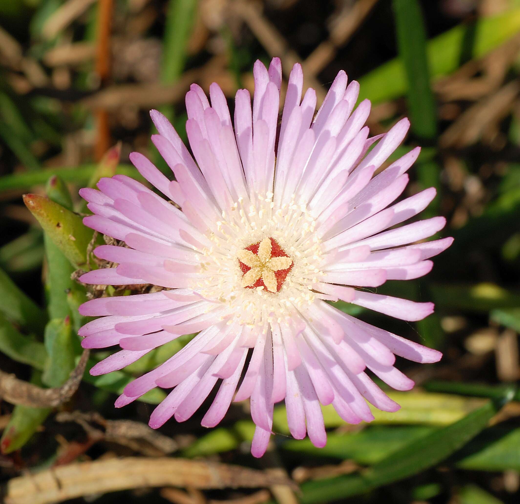 Imagem de Carpobrotus edulis (L.) N. E. Br.