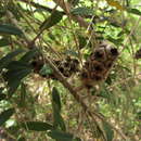 Image de Melaleuca hypericifolia Sm.