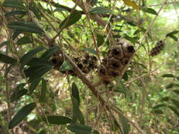 صورة Melaleuca hypericifolia Sm.