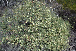 Image of Yellow Leschenaultia