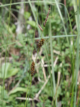 Image of slender sedge