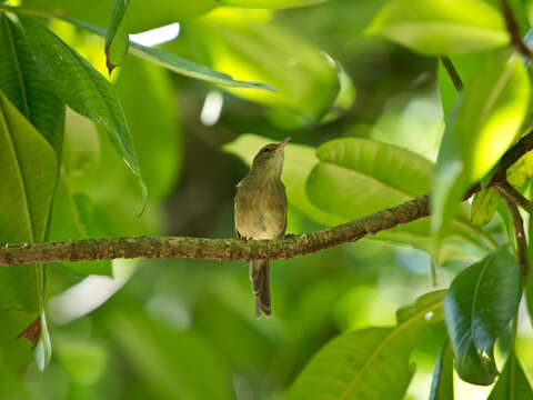 Image of Seychelles Brush Warbler