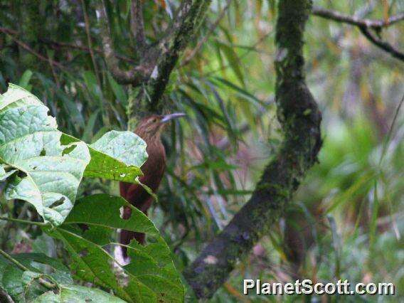 Image of Strong-billed Woodcreeper