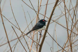 Platysteira peltata Sundevall 1850的圖片