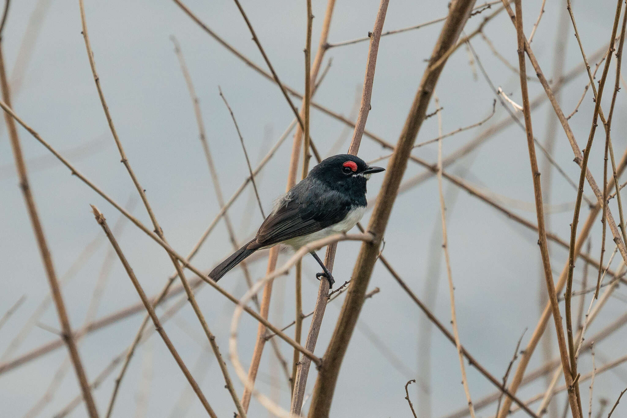 Platysteira peltata Sundevall 1850的圖片