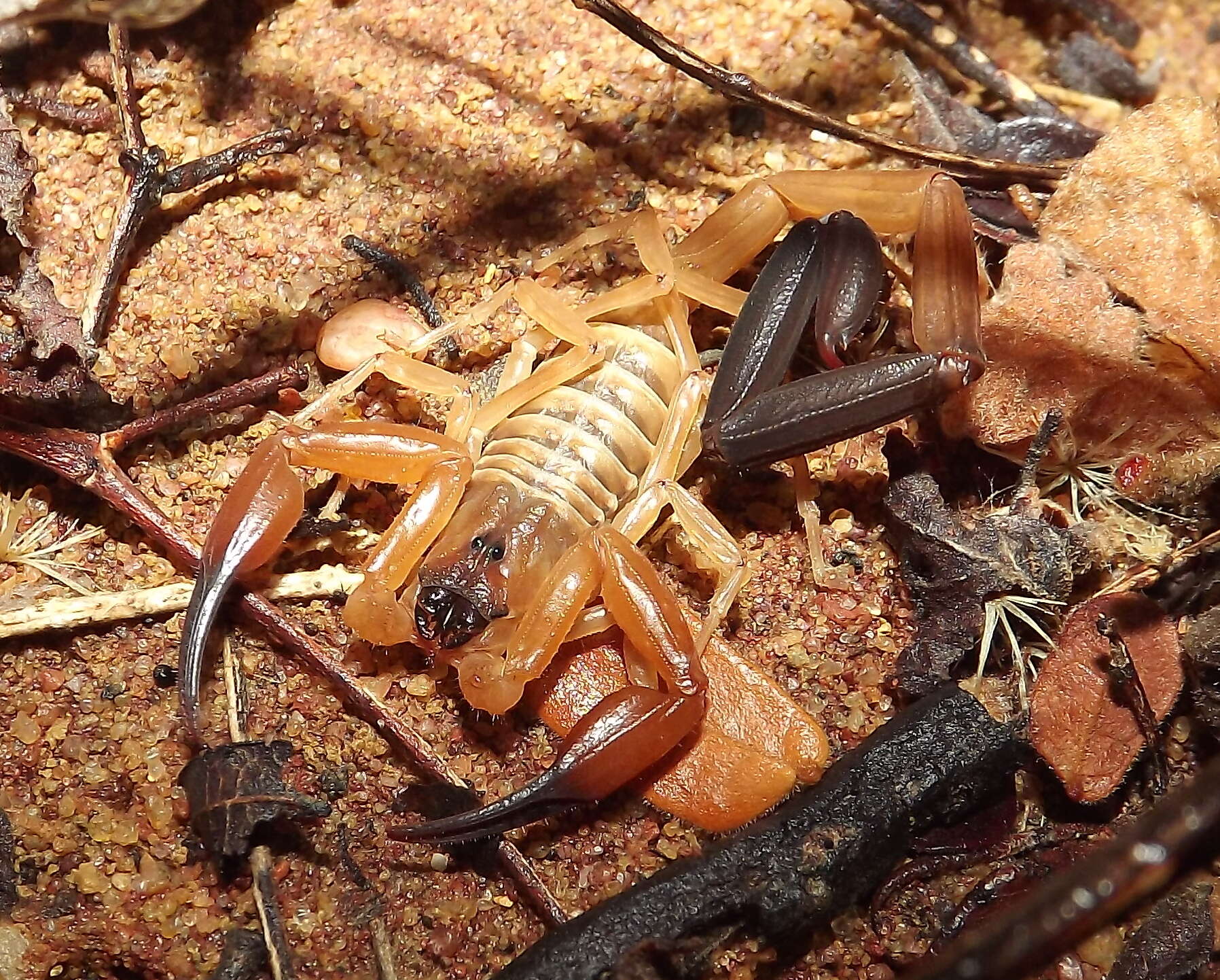 Tityus cylindricus (Karsch 1879) resmi