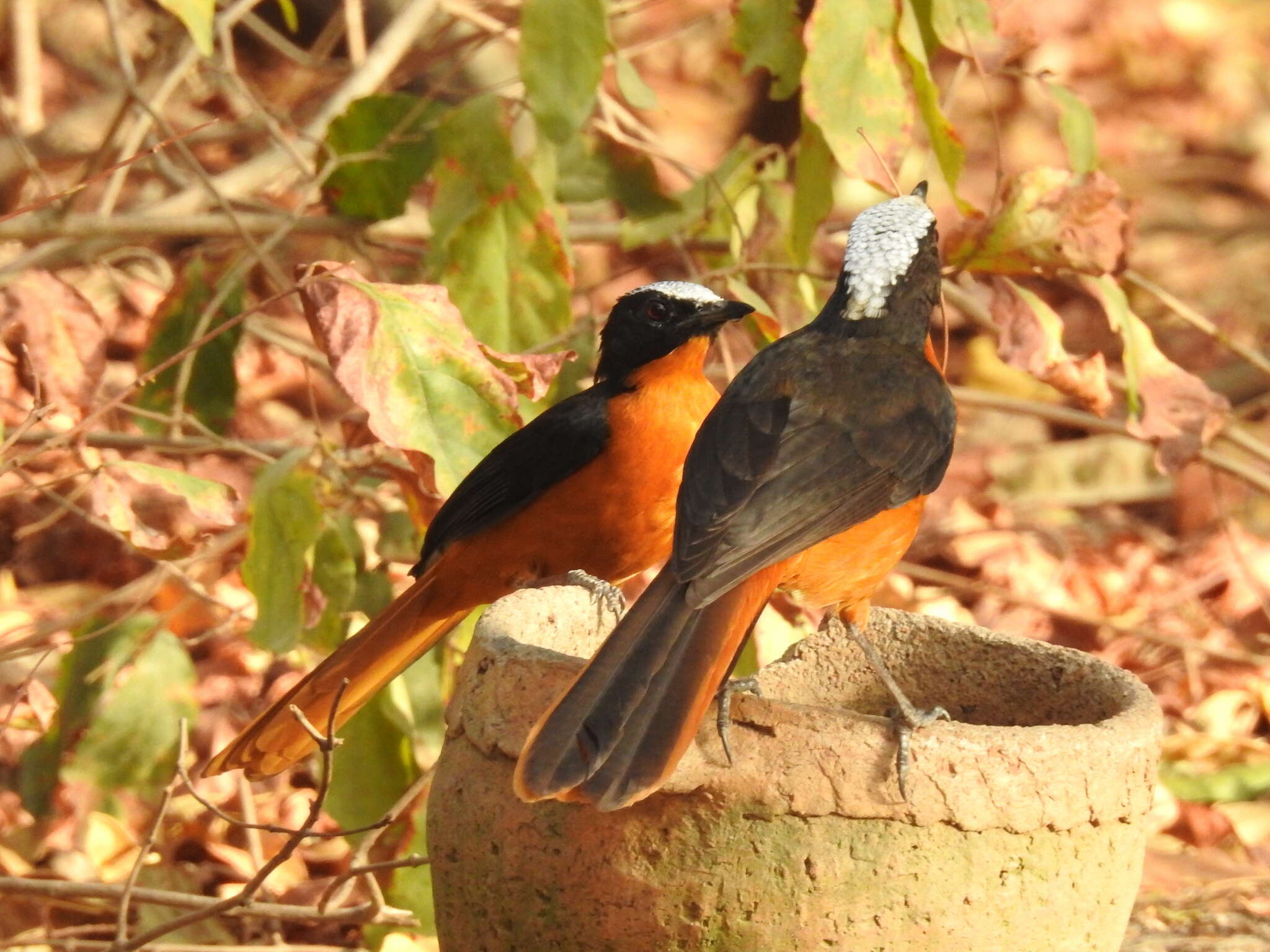 Image of White-crowned Robin-Chat