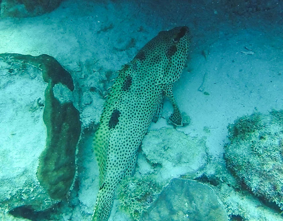 Слика од Epinephelus adscensionis (Osbeck 1765)