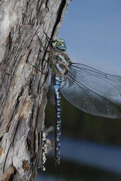 Image of Canada Darner