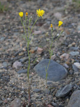 Image of narrowleaf hawksbeard