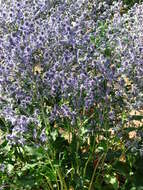 Imagem de Eryngium planum L.