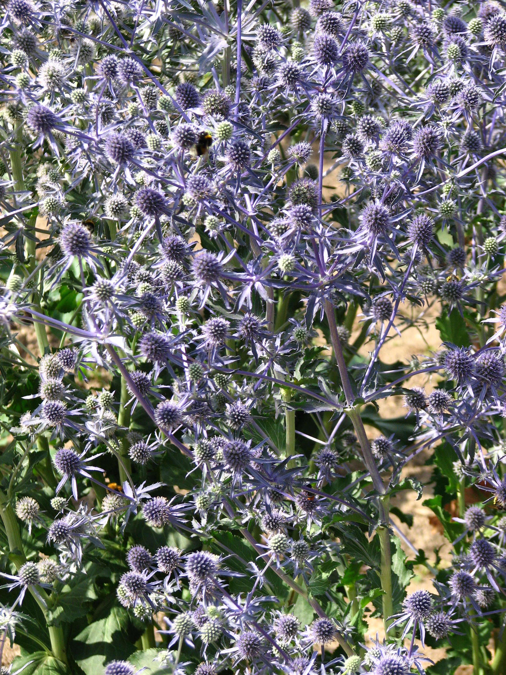 Imagem de Eryngium planum L.