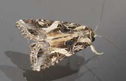 Image of Cutworm