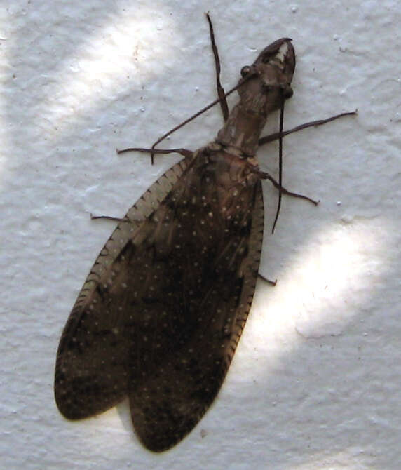 Image of Eastern Dobsonfly