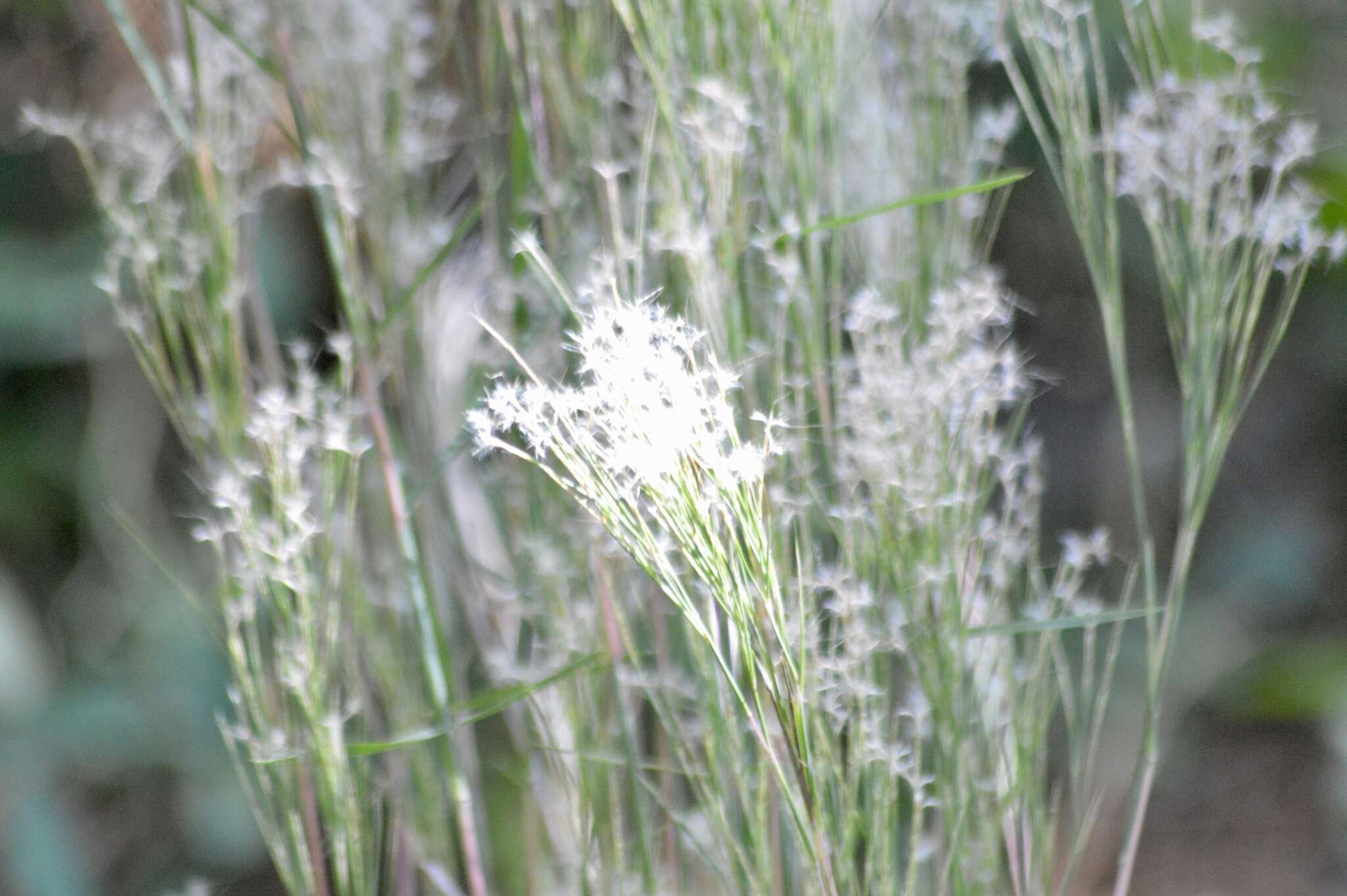 Image of Schizachyrium microstachyum (Desv.) Roseng., B. R. Arrill. & Izag.