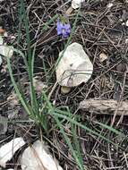 Image of Spear-Bract Blue-Eyed-Grass