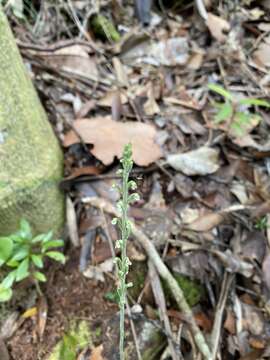 Gonatostylis vieillardii (Rchb. fil.) Schltr.的圖片