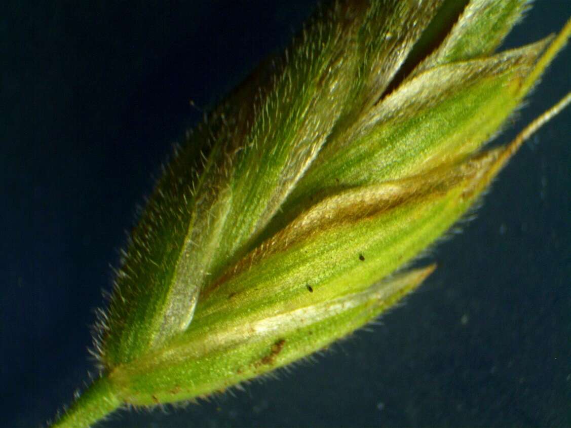 Слика од Bromus hordeaceus subsp. hordeaceus